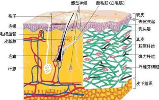 人体最大的器官你知道吗？ 第5张