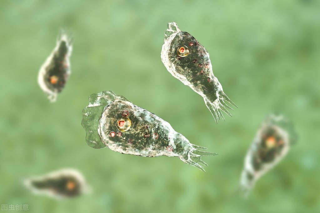 世界上最原始的动物——阿米巴虫 第7张