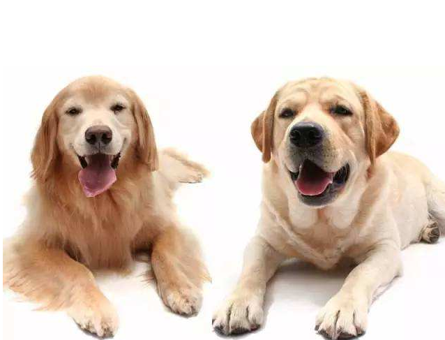 金毛犬和拉布拉多犬有什么不同？这几点，你可能还不知道 第1张