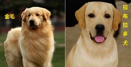 金毛犬和拉布拉多犬有什么不同？这几点，你可能还不知道 第3张