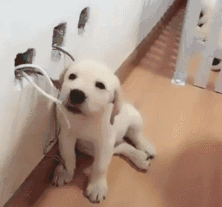金毛犬和拉布拉多犬有什么不同？这几点，你可能还不知道 第5张