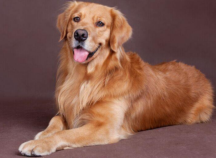 金毛犬和拉布拉多犬有什么不同？这几点，你可能还不知道 第7张