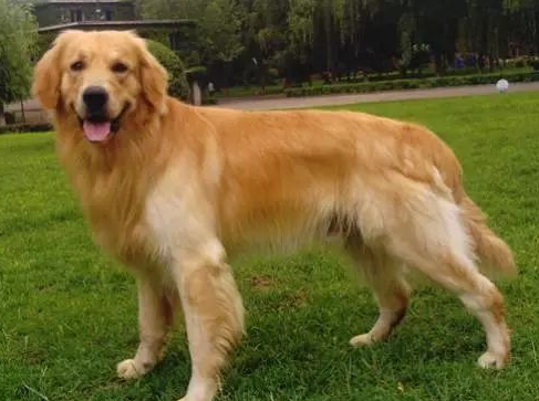 金毛犬和拉布拉多犬有什么不同？这几点，你可能还不知道 第9张