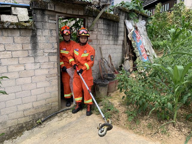 菜花蛇无毒，凭什么可以当“百蛇之王”？其他毒蛇反而害怕它？ 第3张