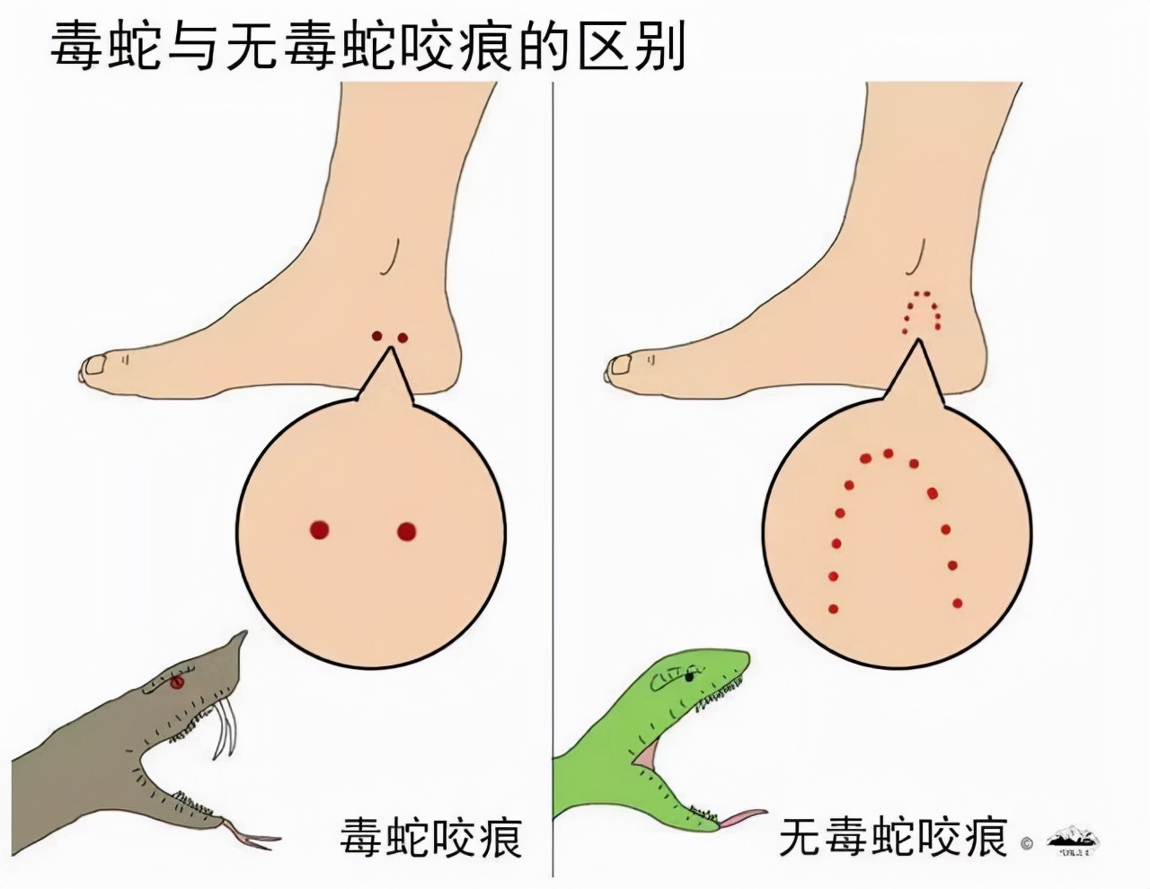 菜花蛇无毒，凭什么可以当“百蛇之王”？其他毒蛇反而害怕它？ 第13张
