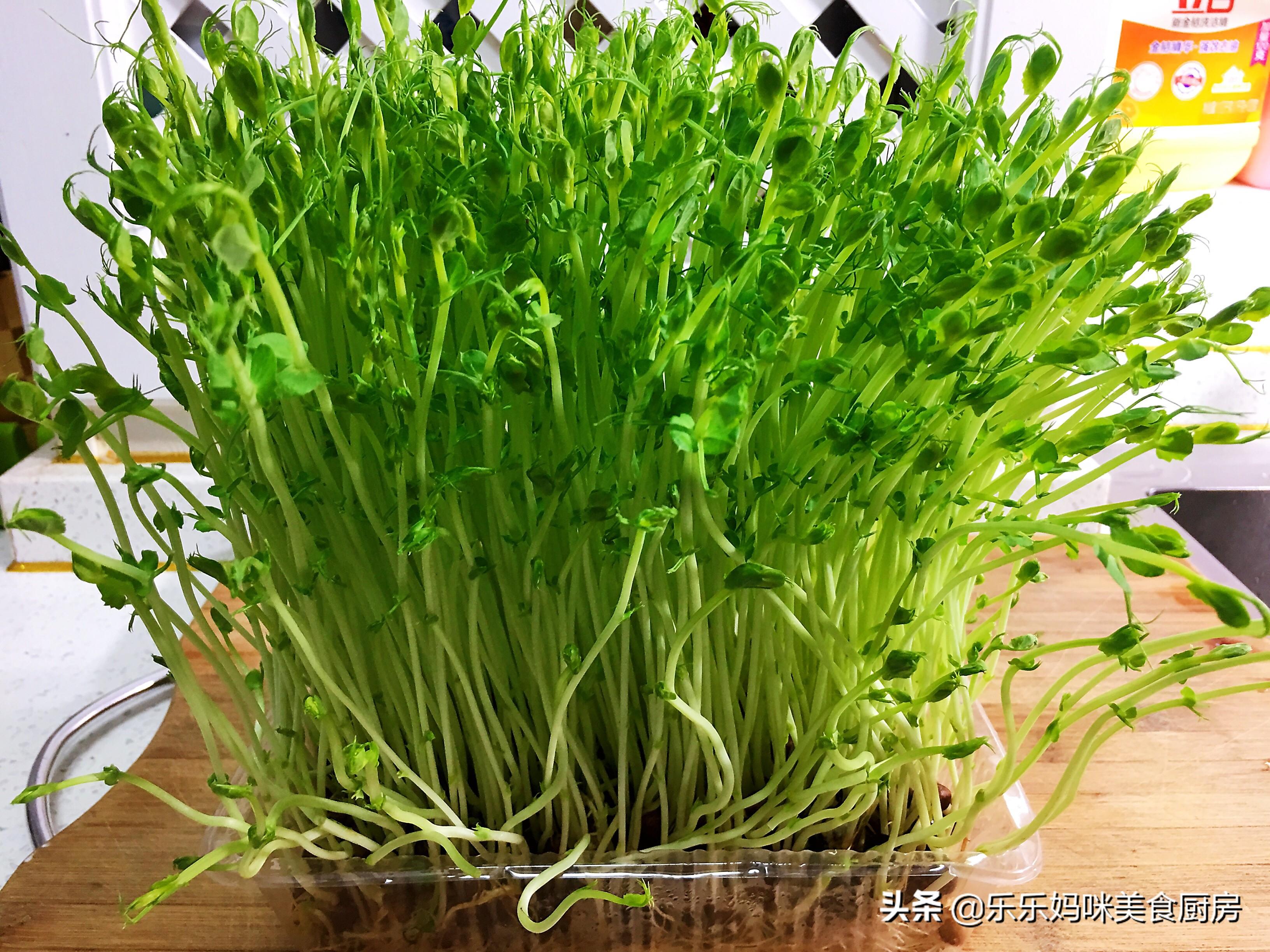 炒豌豆苗时，有人焯水有人不焯水，教你正确做法，好吃又营养 第1张