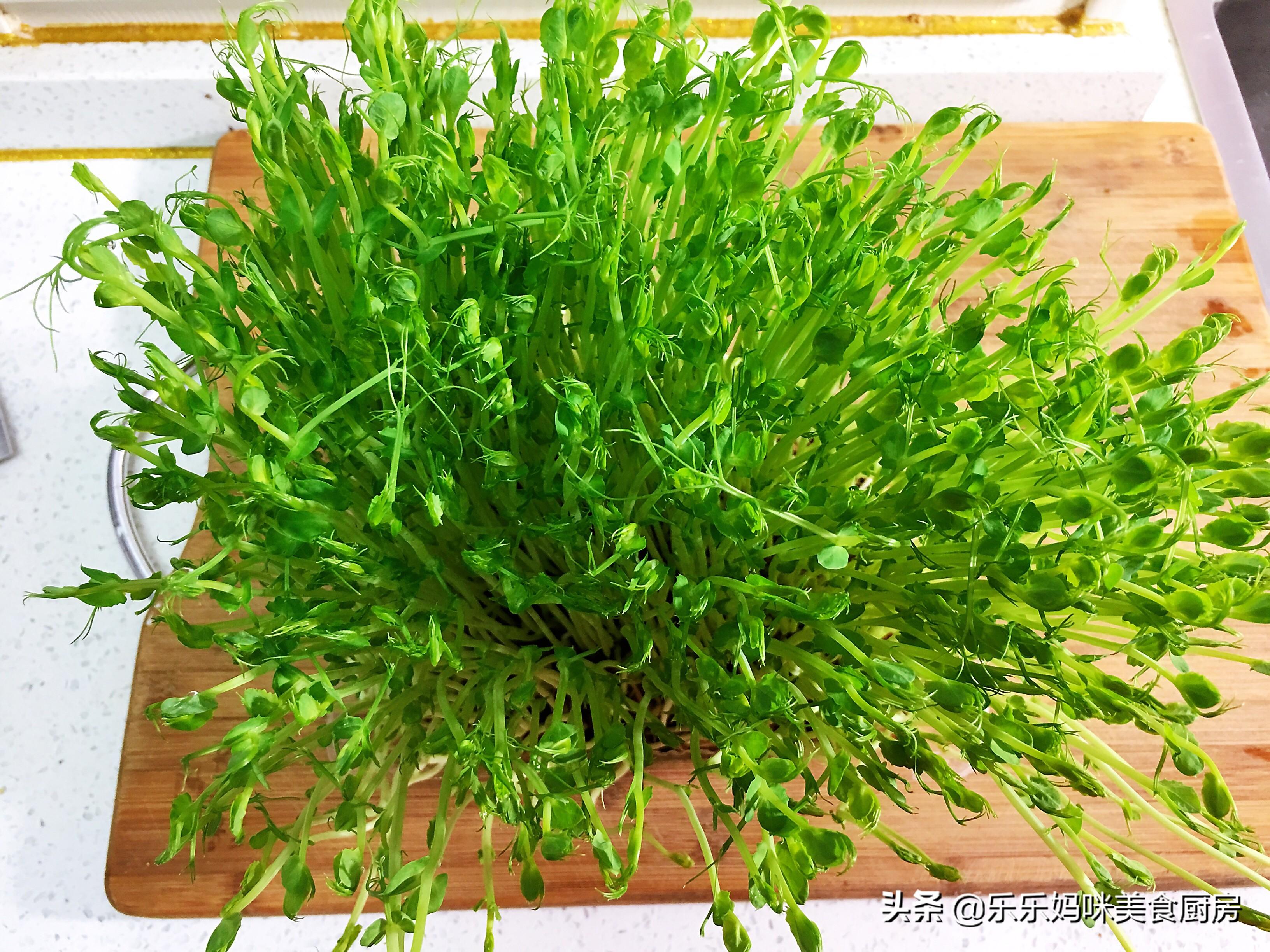 炒豌豆苗时，有人焯水有人不焯水，教你正确做法，好吃又营养 第3张