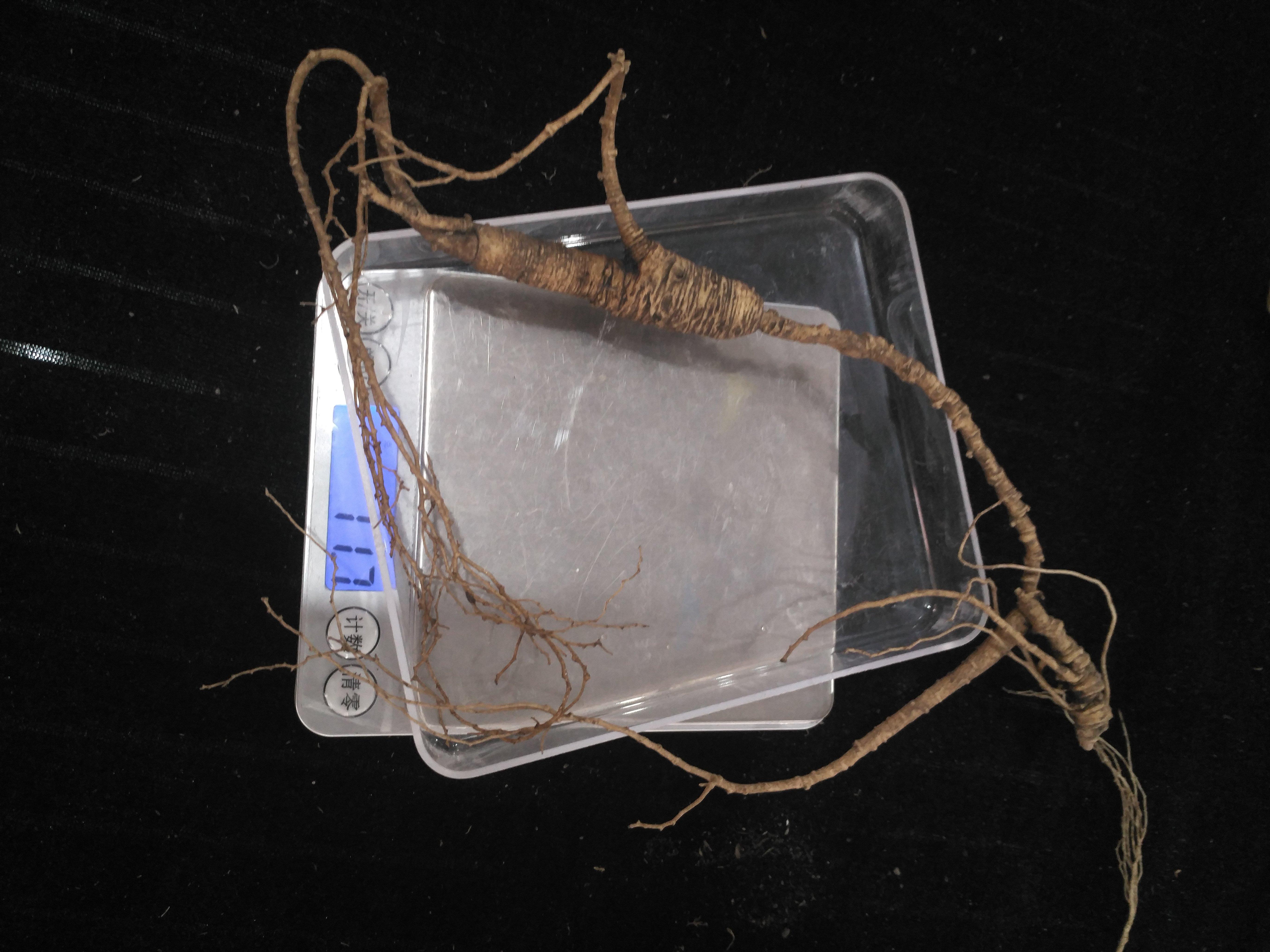 人参怎么吃？人参的吃法很重要，吃对了效果才更好 第3张