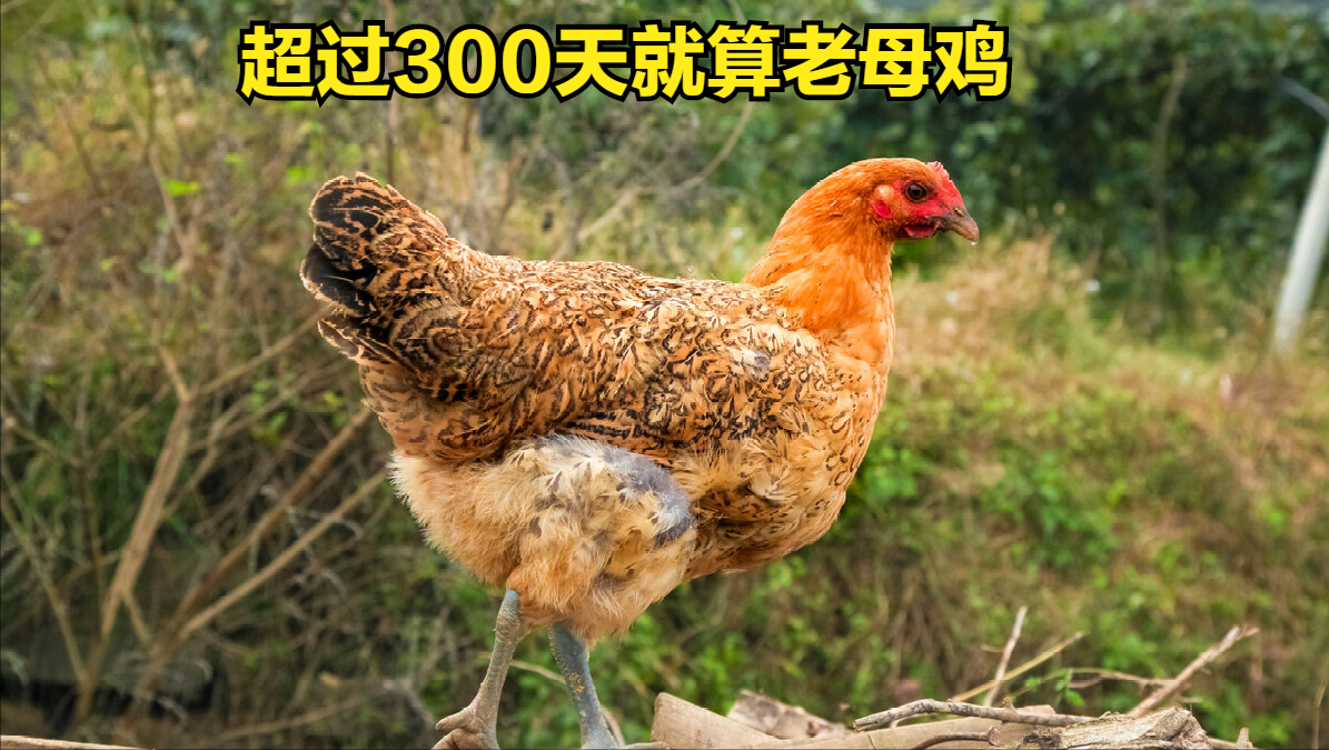 炖鸡汤时，牢记“3放3不放”搭配，最营养最好吃，煲鸡汤的做法 第3张