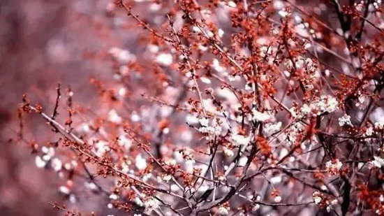 今日腊八，它的习俗你了解多少？ 第7张
