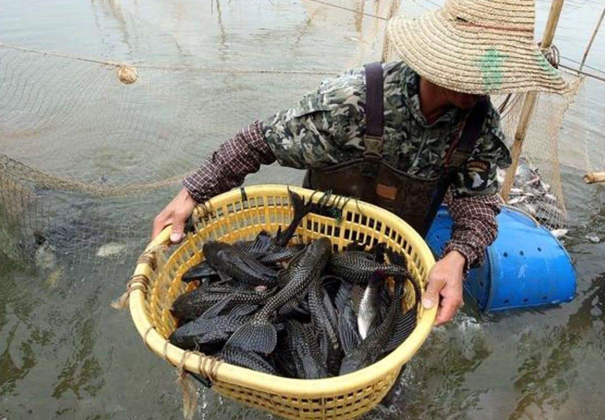 清道夫能吃吗，我们可以用吃来解决清道夫吗？ 第7张