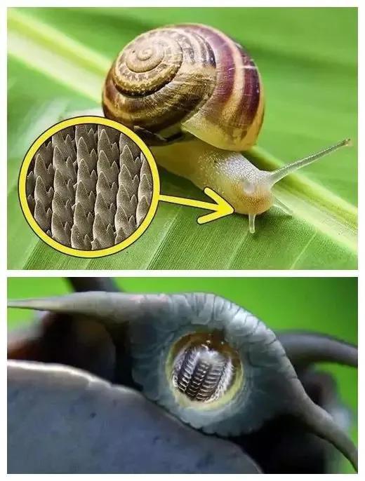 世界上牙齿最多的动物竟然是蜗牛？ 第1张