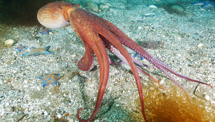 海洋非生物资源可以为我们提供什么 第3张