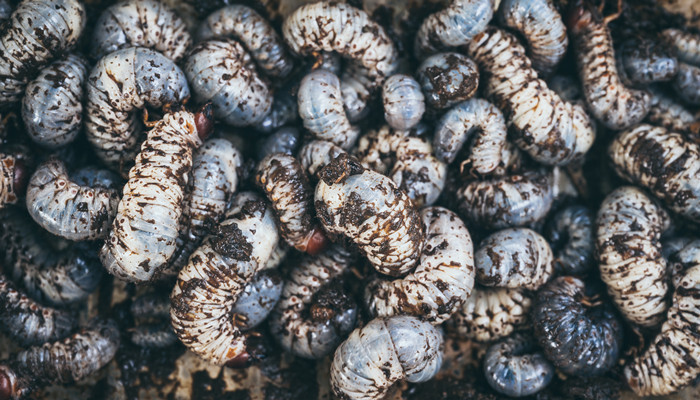 黄粉虫吃什么食物 第1张