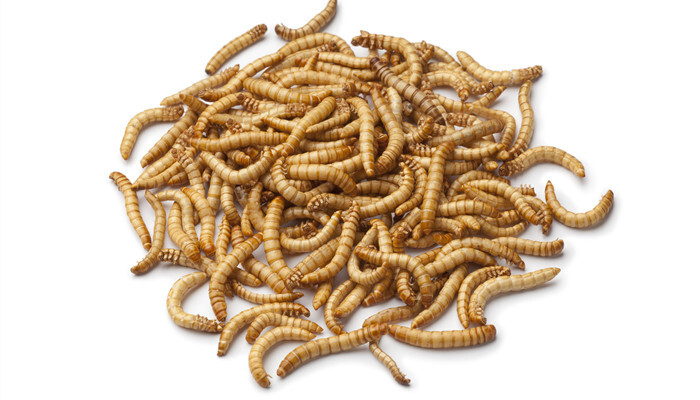 黄粉虫吃什么食物 第3张