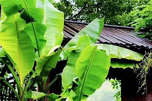 冷烛无烟绿蜡干中的绿蜡是指什么?是说绿色的蜡烛吗? 第1张