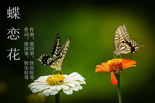 蝶恋花是曲牌名吗? 第1张
