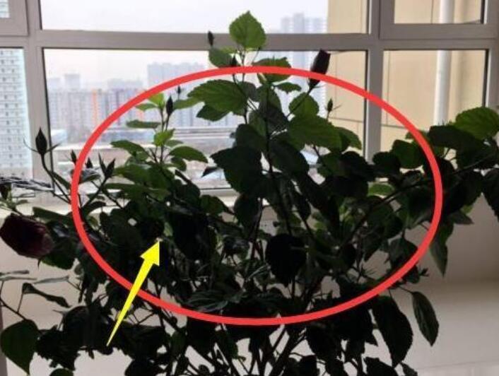 绿植虽好，但是家里的这个地方别放 第1张
