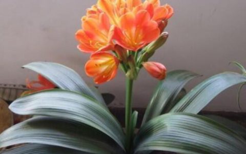 “2种花”往客厅一摆, 能给主人带来“好运气”