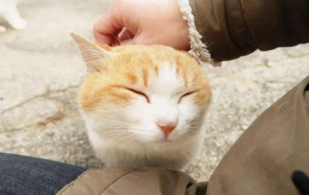 “吸猫”成瘾，该怪你还是怪猫 第1张