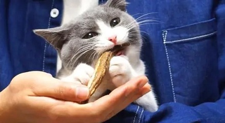 为什么猫吃鱼不易被卡？ 第1张