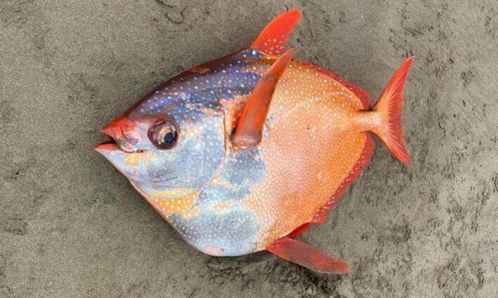 美国海岸发现超大月鱼搁浅 专家推测：全球暖化所致 第1张