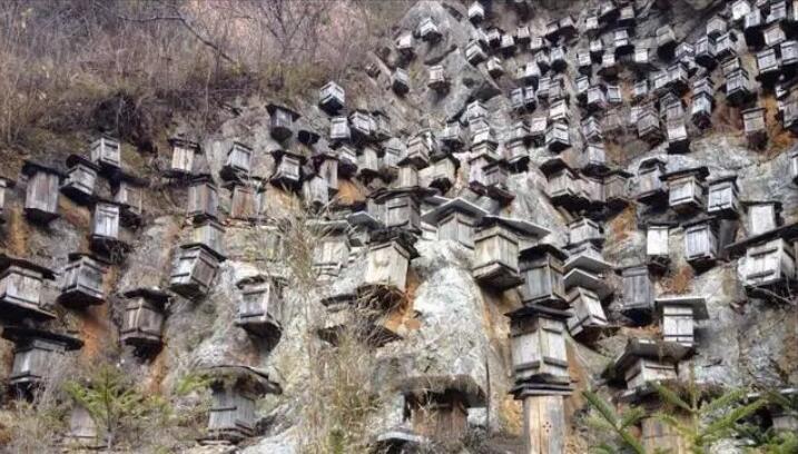 神农架疑似发现驴头狼, 已经灭绝了500万年 第1张