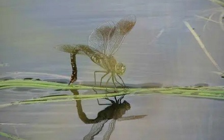 蜻蜓点水的目的是什么？ 第3张