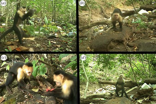 巴拿马猴子进入石器时代是怎么回事 地球即将出现第二个文明吗 第9张