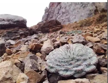 水母雪兔子功效与作用 第1张