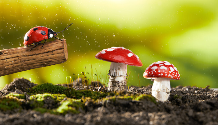 四星瓢虫是益虫还是害虫 第3张