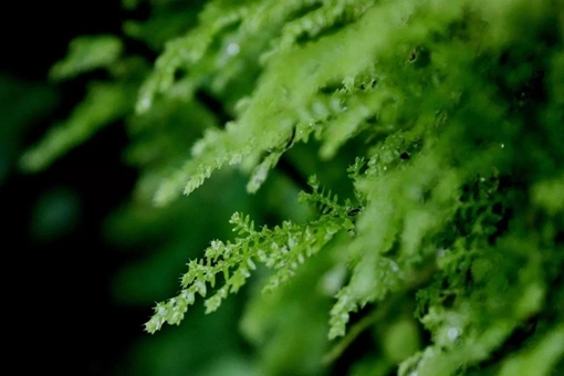 背诵二十四节气歌 第3张