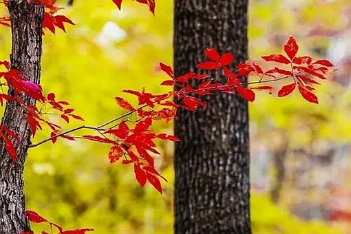 成语皮里阳秋和皮里春秋的区别 第1张