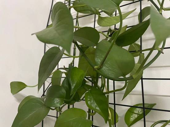 为什么植物会散发气味 第3张