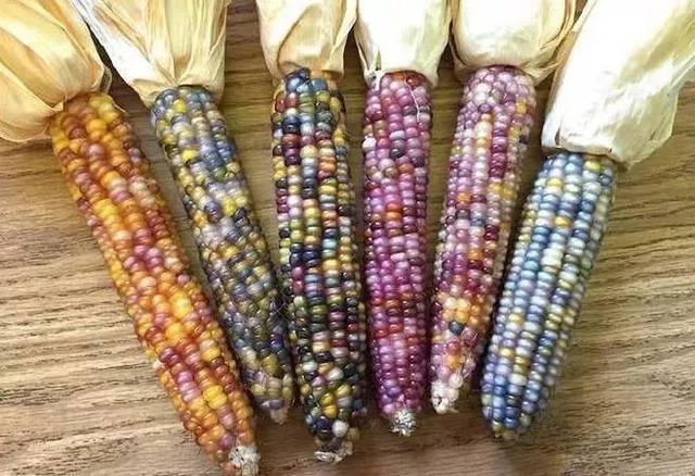 彩色玉米为什么会是彩色的 第1张
