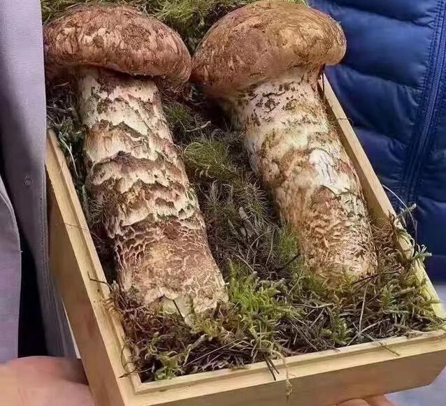 云南两朵松茸拍出25万天价，被称作“松茸王”！ 第1张