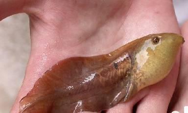 奇异多指节蟾：蝌蚪比青蛙还大的蛙 第3张