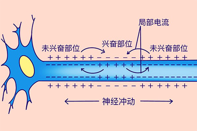 我们的身体为什么能动，由它们决定 第3张
