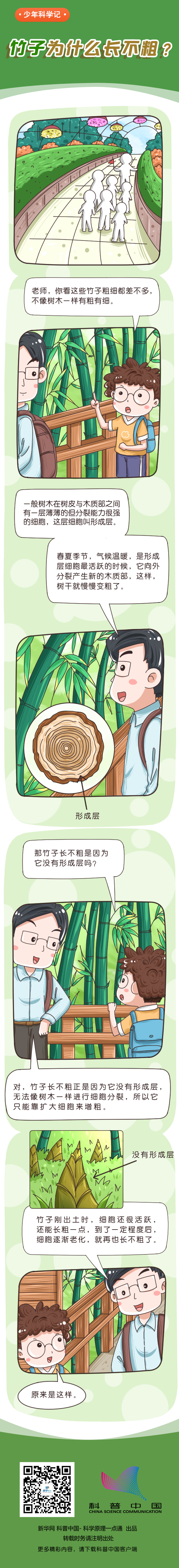 竹子为什么长不粗？ 第1张