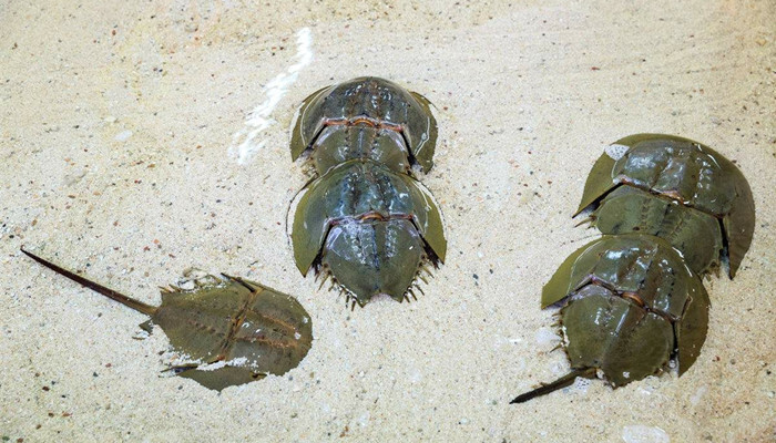 鲎是国家几级保护动物 第3张