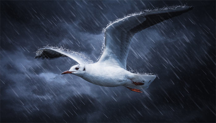 暴雨预警分几个等级 第1张