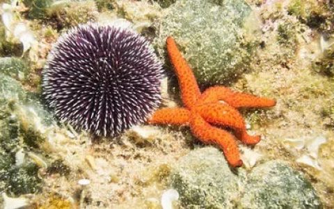 没有大脑的海星、海胆很笨吗？
