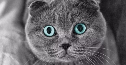 猫剪掉胡须后会变得怎样？ 第1张