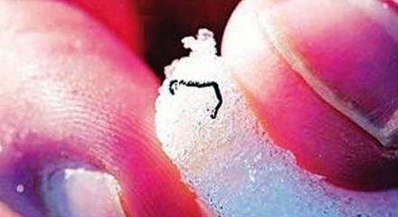 你知道最怕热的动物是什么吗？ 第3张