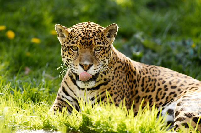 世界上十大食肉猛兽 最厉害的食肉猛兽排行榜 有些你想不到 第7张