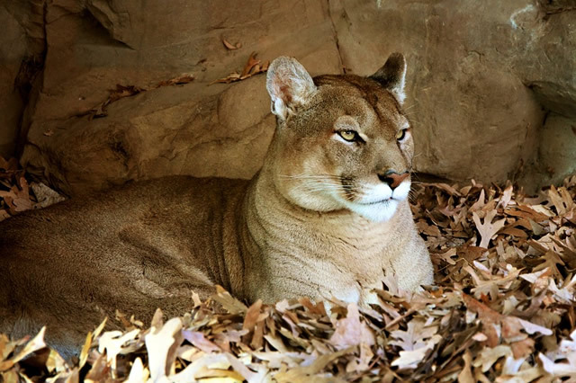 世界上十大食肉猛兽 最厉害的食肉猛兽排行榜 有些你想不到 第11张