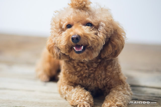 十大最聪明的狗排名 世界上什么狗最聪明 十大聪明犬排名 第3张