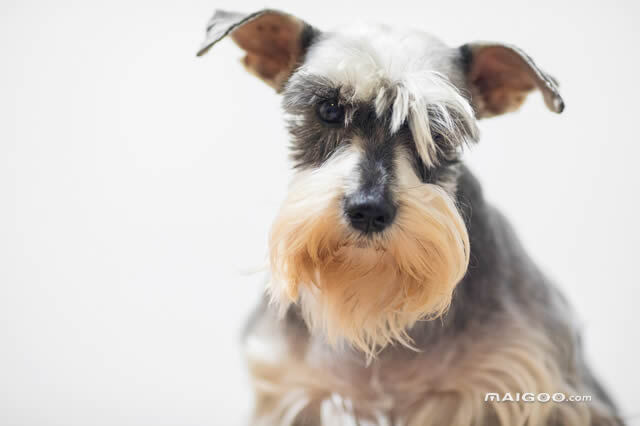 十大最聪明的狗排名 世界上什么狗最聪明 十大聪明犬排名 第27张