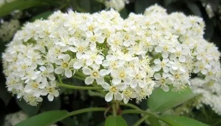 为什么很多大学都种植了石楠花？ 第1张
