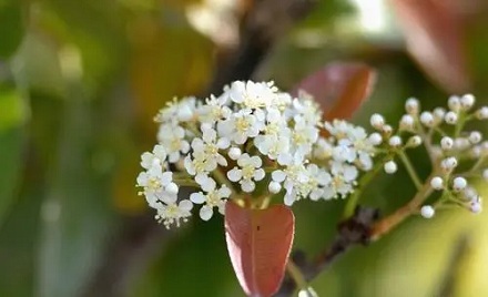 为什么很多大学都种植了石楠花？ 第3张